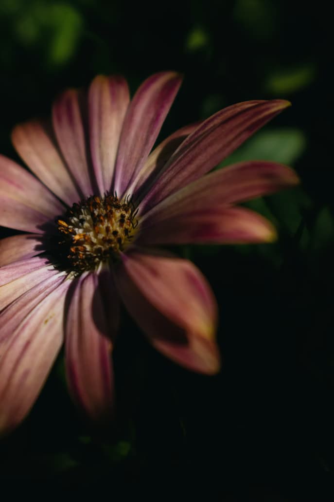 Villa Serena — Image 2